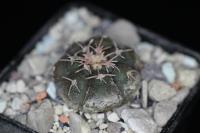 Gymnocalycium prochazkianum 00-241-760.jpg